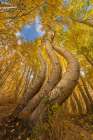 USA, Colorado, Uncompahgre National Forest. Curved aspen trees in autumn. Art Print